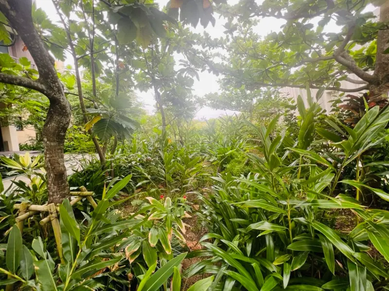 日本沖繩住宿篇：星野集團虹夕諾雅沖繩。無邊際泳池。柔道活動體