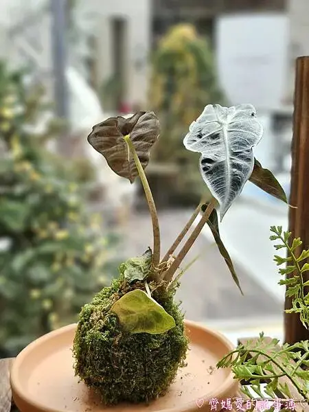 台北信義區．BELLAVITA寶麗廣場 / 新光三越聖誕樹