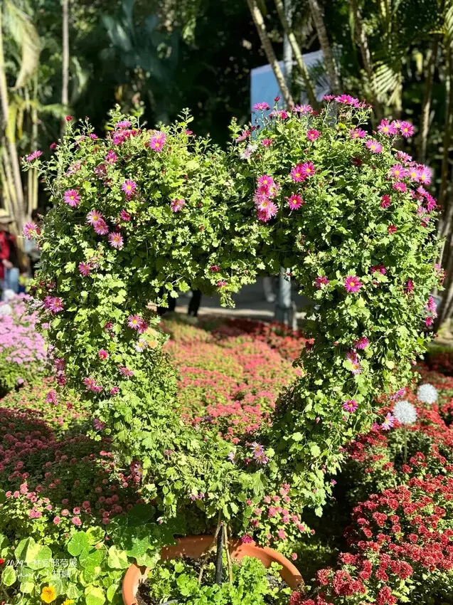 2024士林官邸菊展【菊伴動物派對】開趴囉，14大展區、15