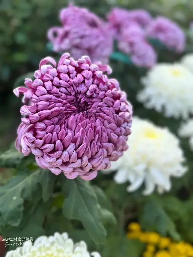 2024士林官邸菊展【菊伴動物派對】開趴囉，14大展區、15