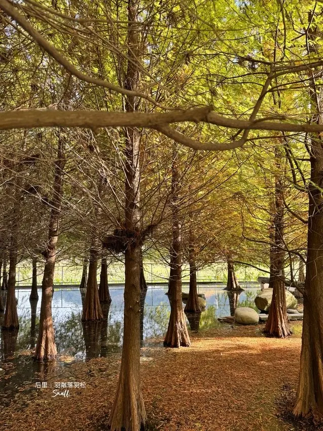 台中后里景點【羽粼落羽松】悠閒漫步唯美的忘憂森林，鐘塔、復古