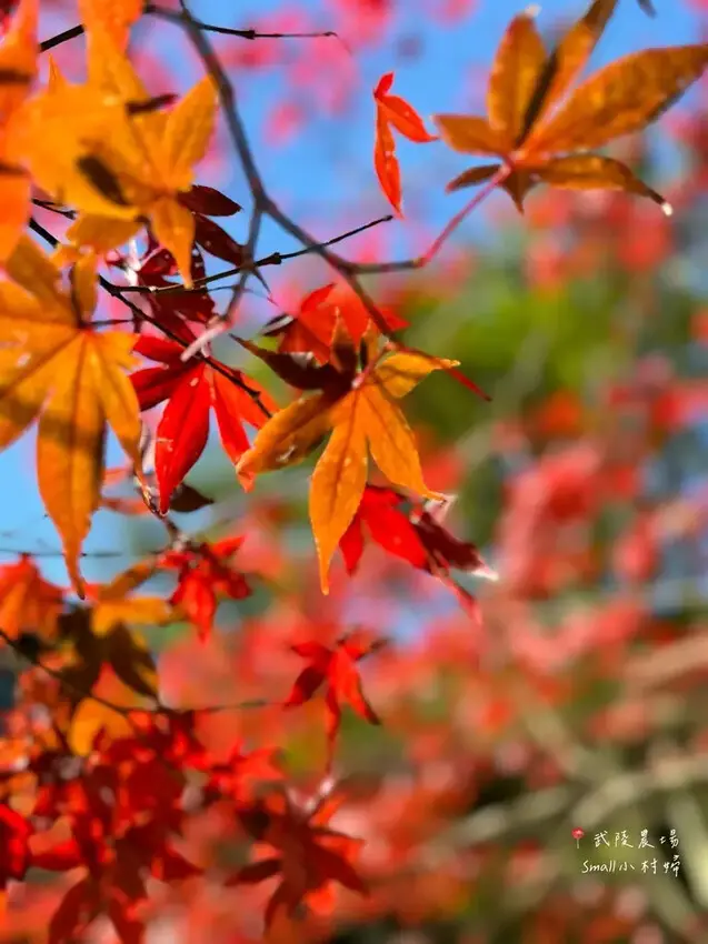 2024武陵農場楓紅與金黃水杉美景，此生一定要浪漫一回｜台中