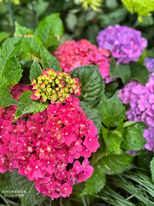 2024士林官邸菊展【菊伴動物派對】開趴囉，14大展區、15