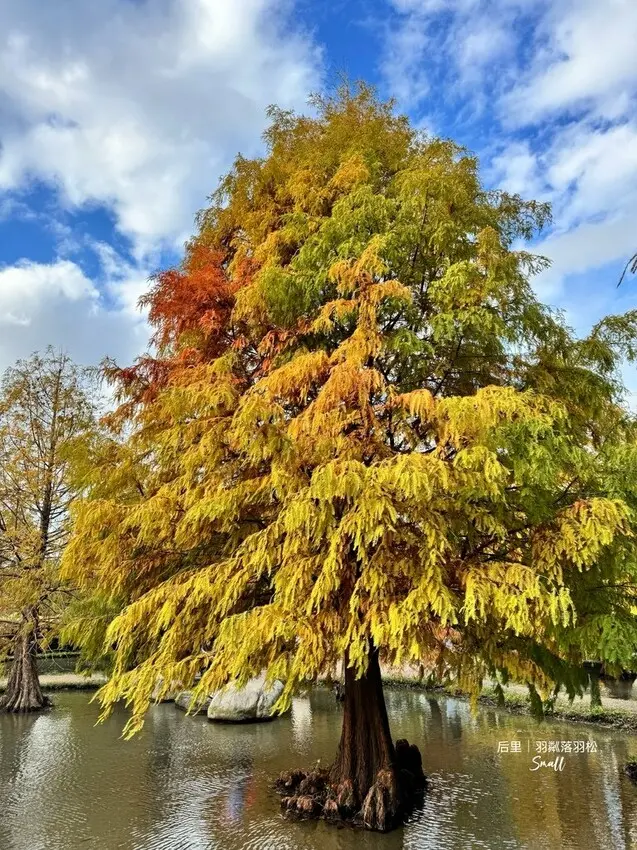 台中后里景點【羽粼落羽松】悠閒漫步唯美的忘憂森林，鐘塔、復古