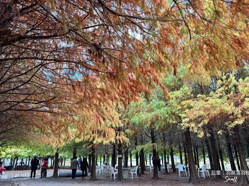 台中后里景點【羽粼落羽松】悠閒漫步唯美的忘憂森林，鐘塔、復古