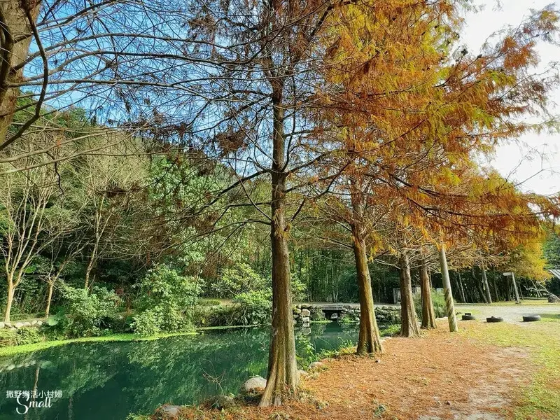 宜蘭落羽松秘境大集合，七個免門票景點通通告訴你，一起沉醉在橘