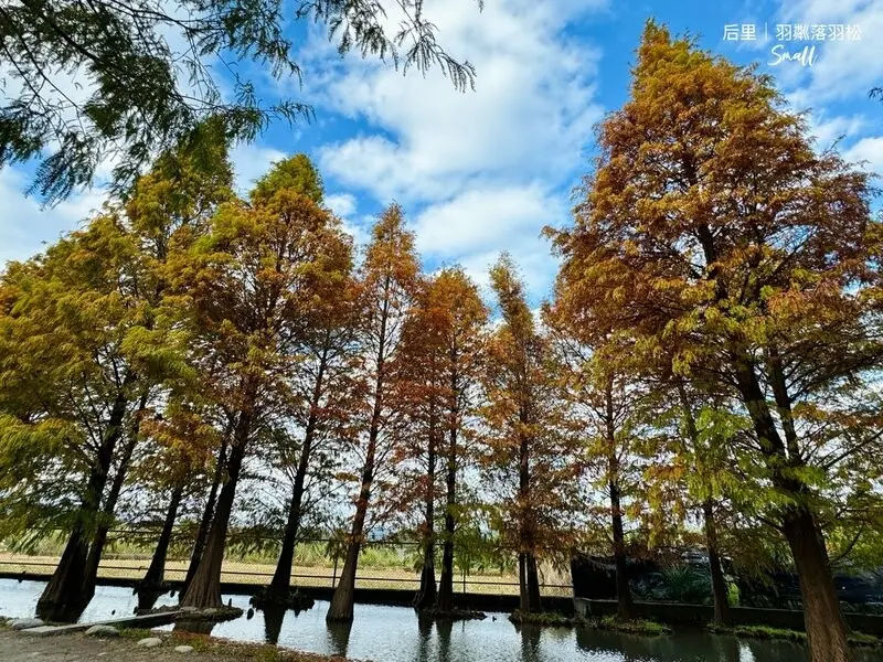 台中后里景點【羽粼落羽松】悠閒漫步唯美的忘憂森林，鐘塔、復古
