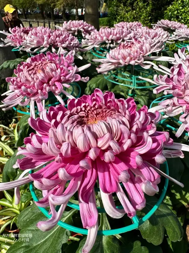 2024士林官邸菊展【菊伴動物派對】開趴囉，14大展區、15