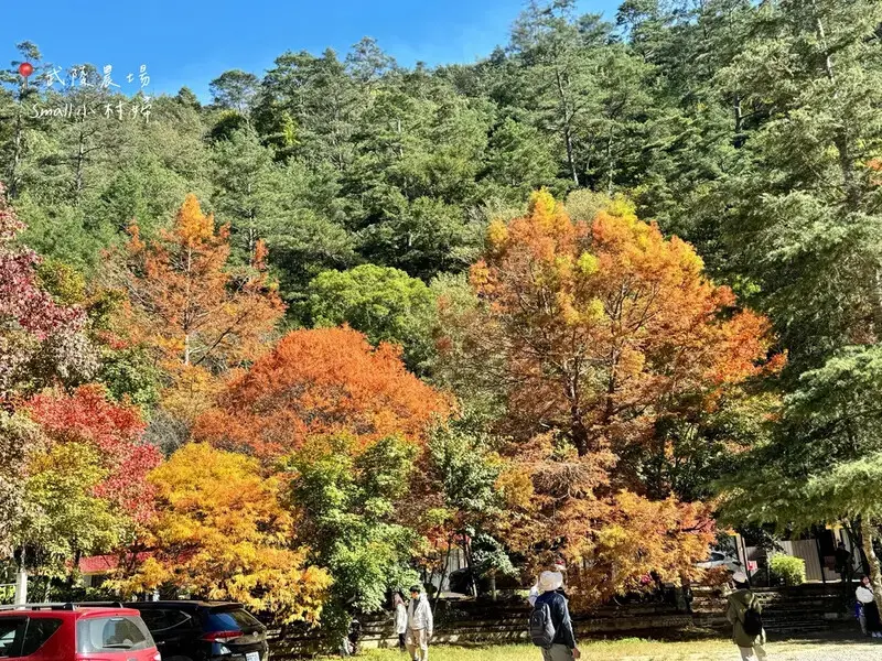 2024武陵農場楓紅與金黃水杉美景，此生一定要浪漫一回｜台中