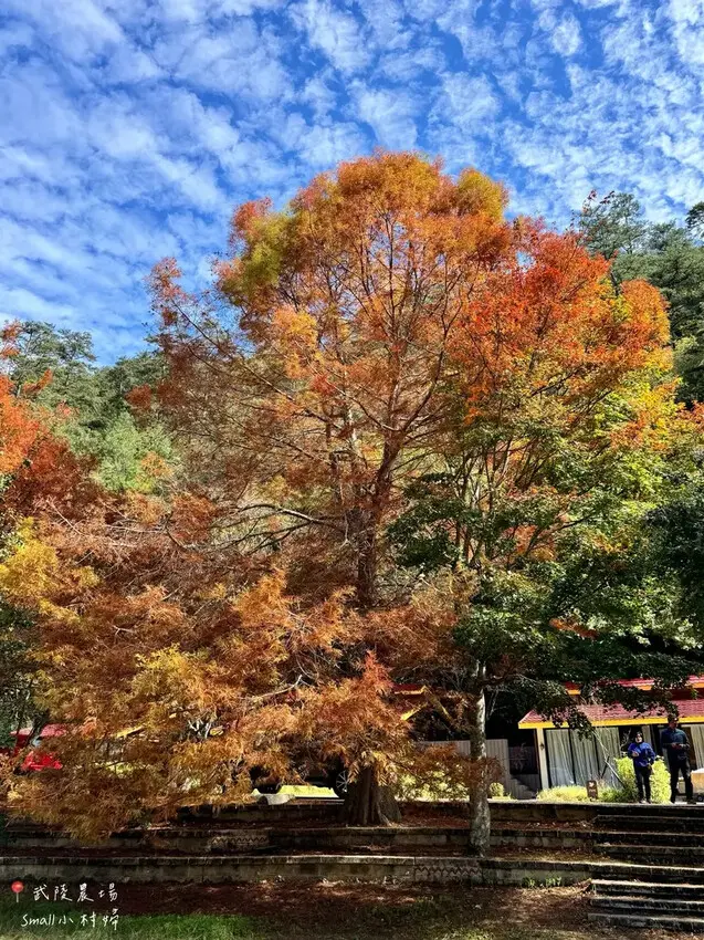 2024武陵農場楓紅與金黃水杉美景，此生一定要浪漫一回｜台中