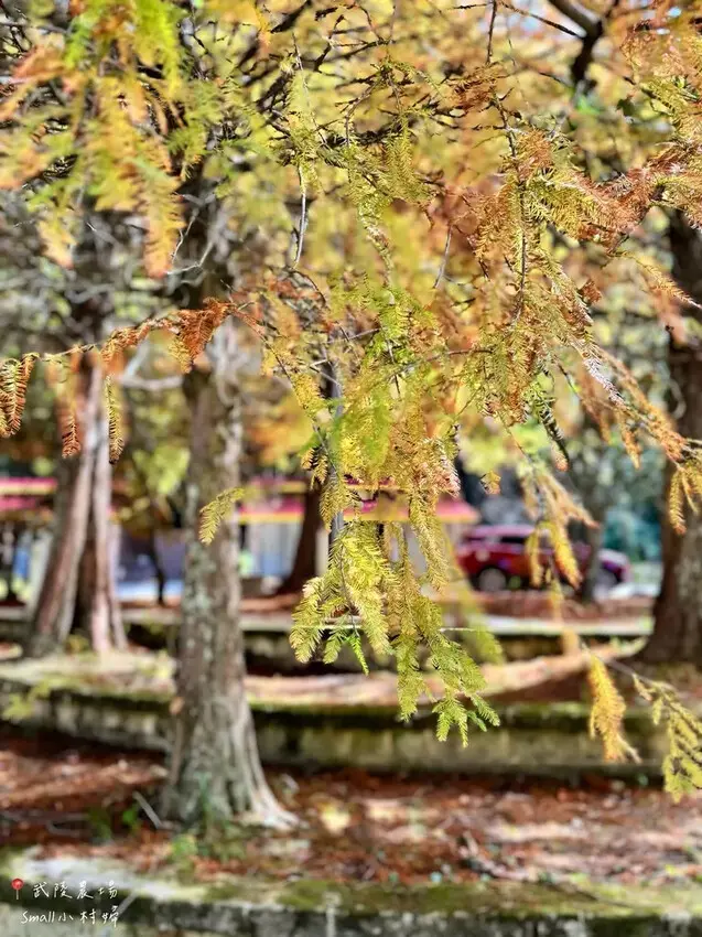 2024武陵農場楓紅與金黃水杉美景，此生一定要浪漫一回｜台中