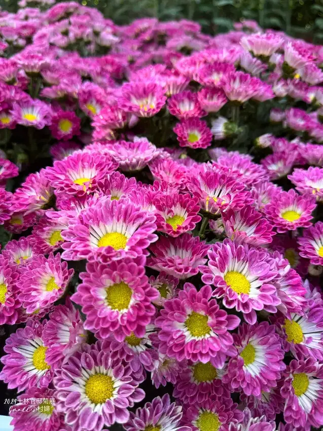 2024士林官邸菊展【菊伴動物派對】開趴囉，14大展區、15