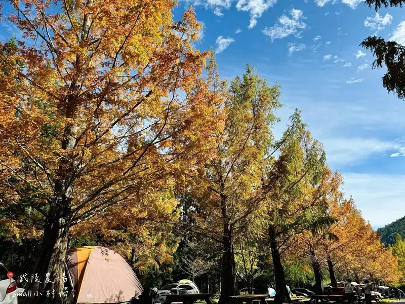 2024武陵農場楓紅與金黃水杉美景，此生一定要浪漫一回｜台中