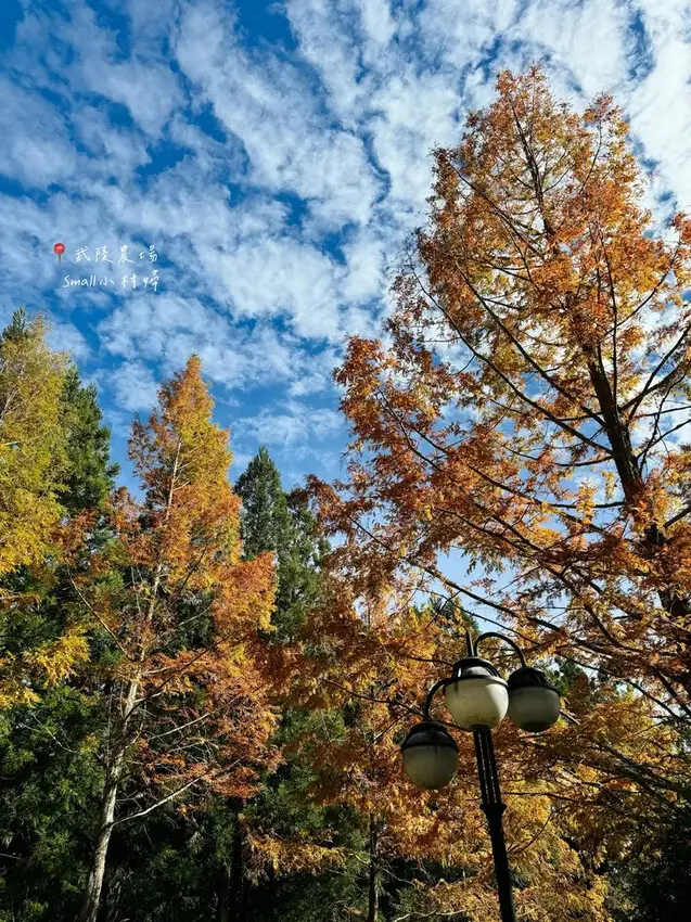 2024武陵農場楓紅與金黃水杉美景，此生一定要浪漫一回｜台中