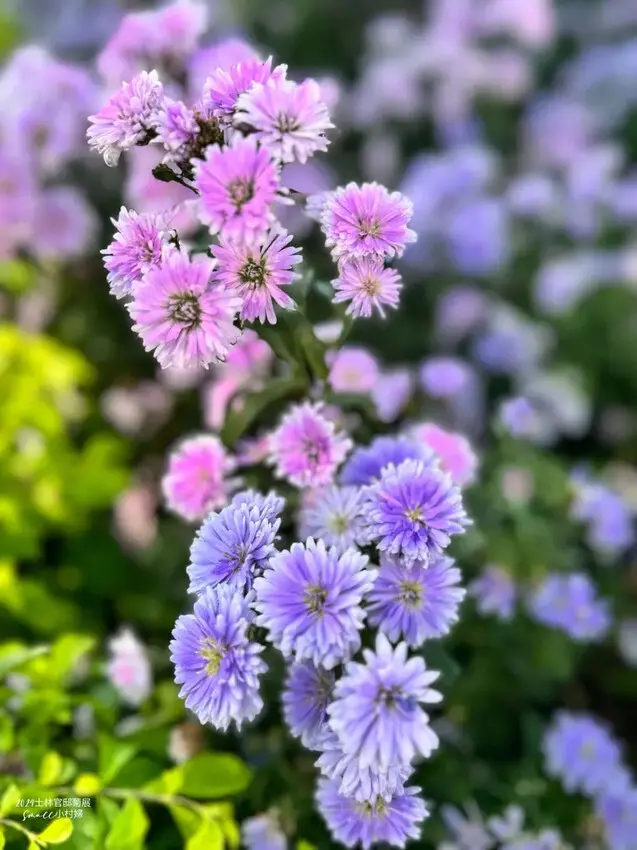 2024士林官邸菊展【菊伴動物派對】開趴囉，14大展區、15