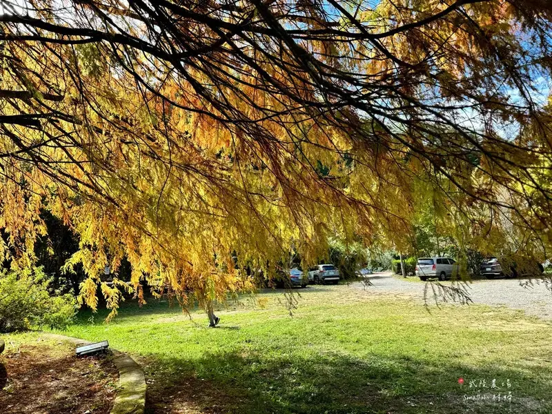 2024武陵農場楓紅與金黃水杉美景，此生一定要浪漫一回｜台中