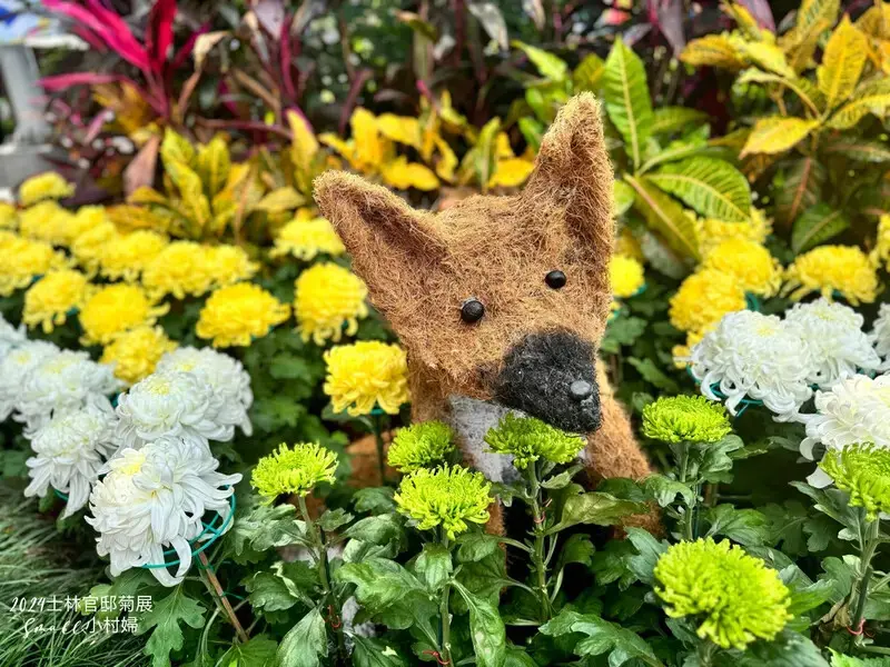 2024士林官邸菊展【菊伴動物派對】開趴囉，14大展區、15