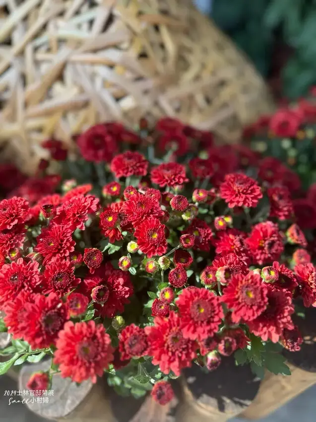 2024士林官邸菊展【菊伴動物派對】開趴囉，14大展區、15