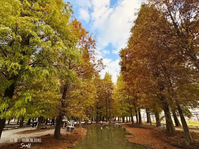 台中后里景點【羽粼落羽松】悠閒漫步唯美的忘憂森林，鐘塔、復古