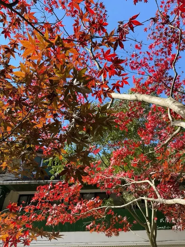 2024武陵農場楓紅與金黃水杉美景，此生一定要浪漫一回｜台中