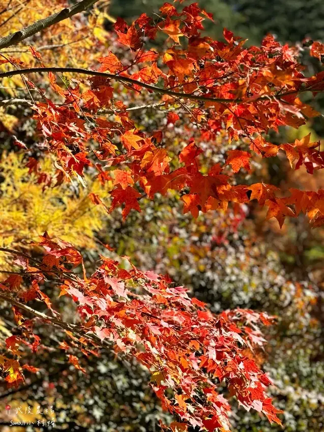 2024武陵農場楓紅與金黃水杉美景，此生一定要浪漫一回｜台中