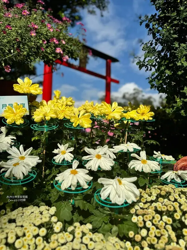 2024士林官邸菊展【菊伴動物派對】開趴囉，14大展區、15