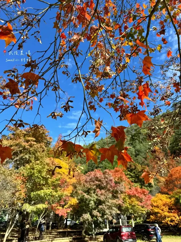 2024武陵農場楓紅與金黃水杉美景，此生一定要浪漫一回｜台中
