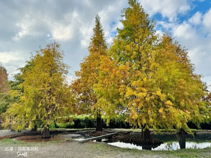 台中后里景點【羽粼落羽松】悠閒漫步唯美的忘憂森林，鐘塔、復古