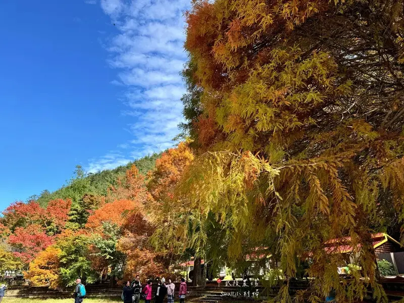 2024武陵農場楓紅與金黃水杉美景，此生一定要浪漫一回｜台中
