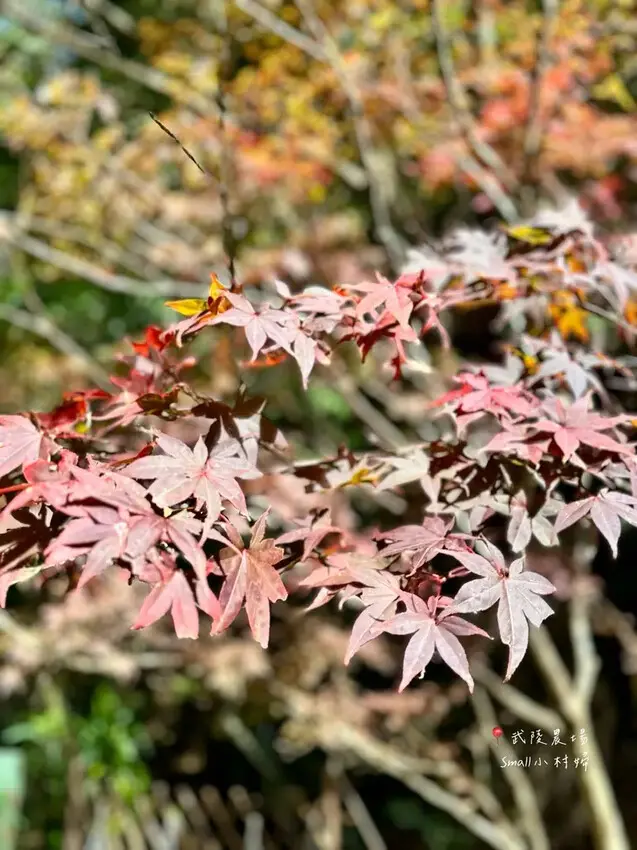 2024武陵農場楓紅與金黃水杉美景，此生一定要浪漫一回｜台中