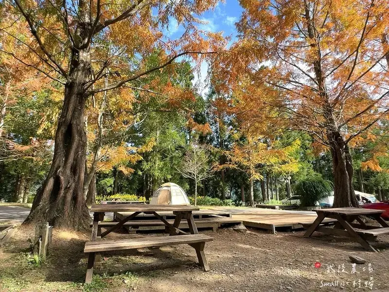 2024武陵農場楓紅與金黃水杉美景，此生一定要浪漫一回｜台中