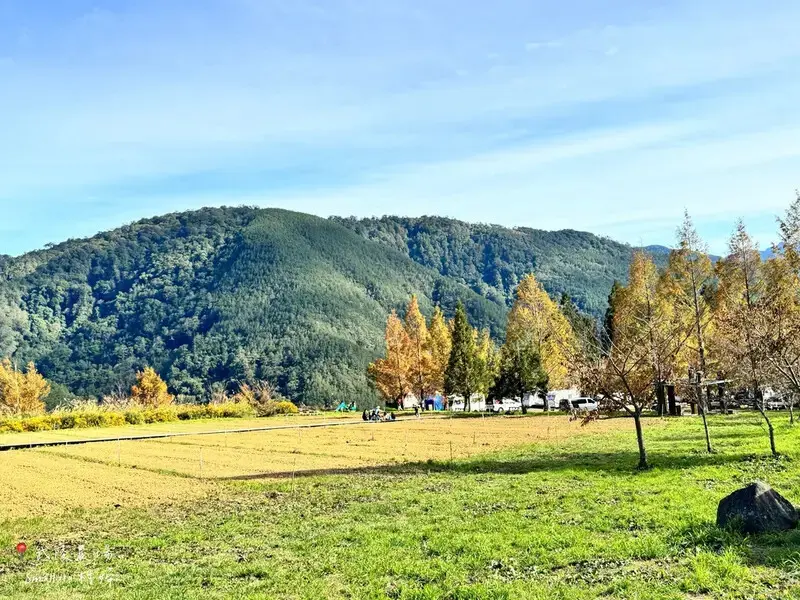 2024武陵農場楓紅與金黃水杉美景，此生一定要浪漫一回｜台中