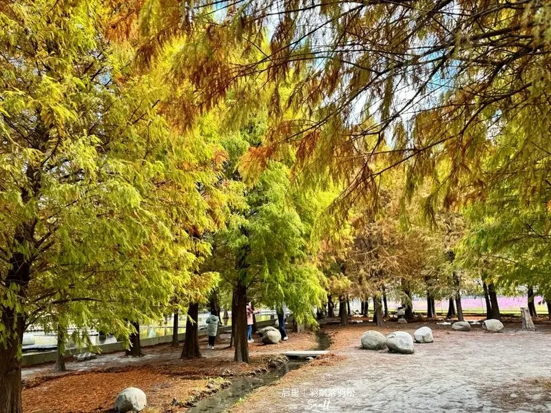 台中后里景點【羽粼落羽松】悠閒漫步唯美的忘憂森林，鐘塔、復古