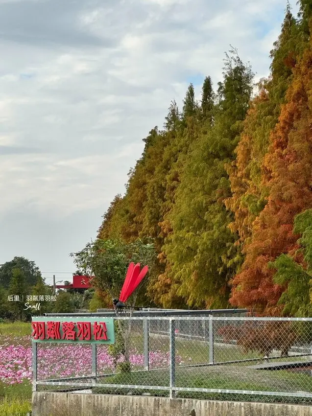 台中后里景點【羽粼落羽松】悠閒漫步唯美的忘憂森林，鐘塔、復古