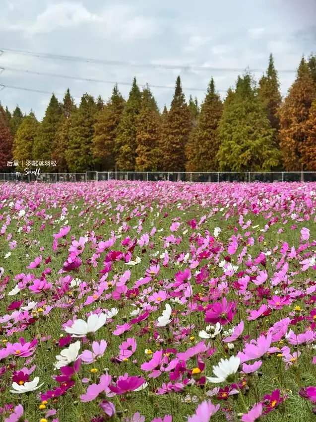 台中后里景點【羽粼落羽松】悠閒漫步唯美的忘憂森林，鐘塔、復古