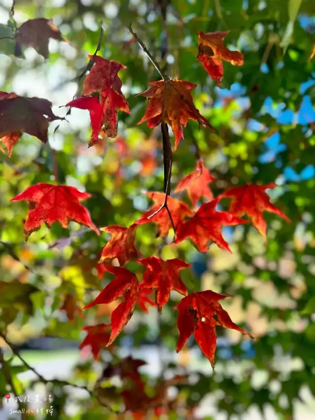2024武陵農場楓紅與金黃水杉美景，此生一定要浪漫一回｜台中