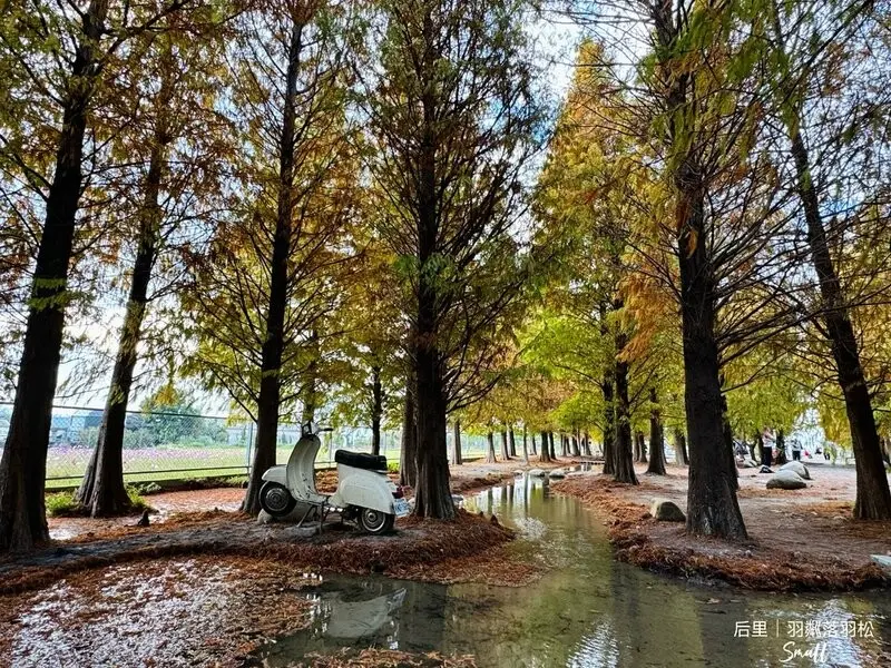 台中后里景點【羽粼落羽松】悠閒漫步唯美的忘憂森林，鐘塔、復古