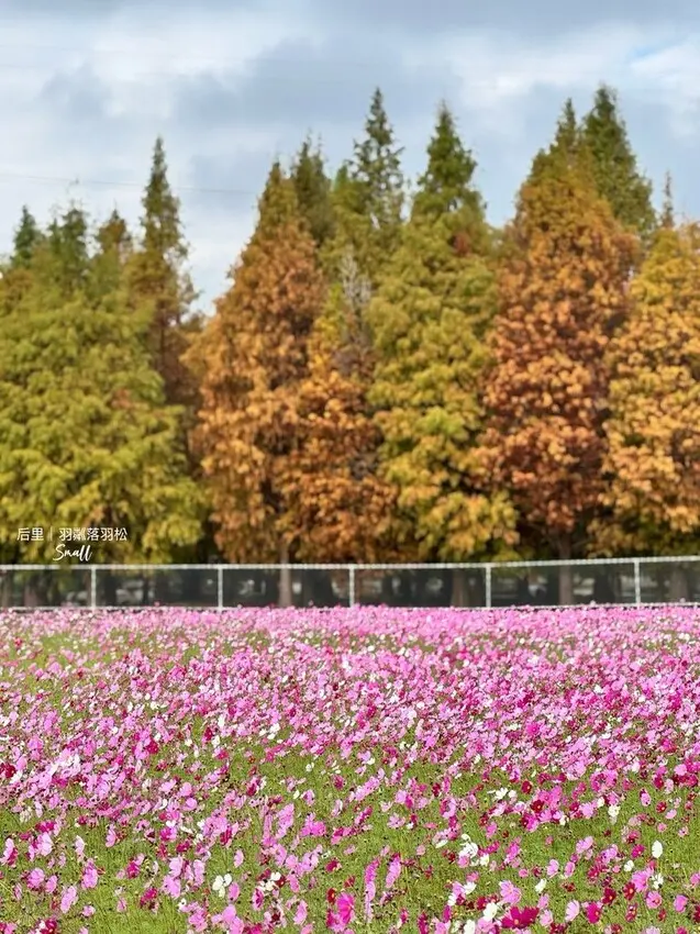 台中后里景點【羽粼落羽松】悠閒漫步唯美的忘憂森林，鐘塔、復古