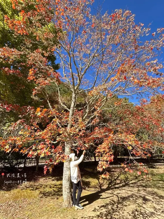 2024武陵農場楓紅與金黃水杉美景，此生一定要浪漫一回｜台中