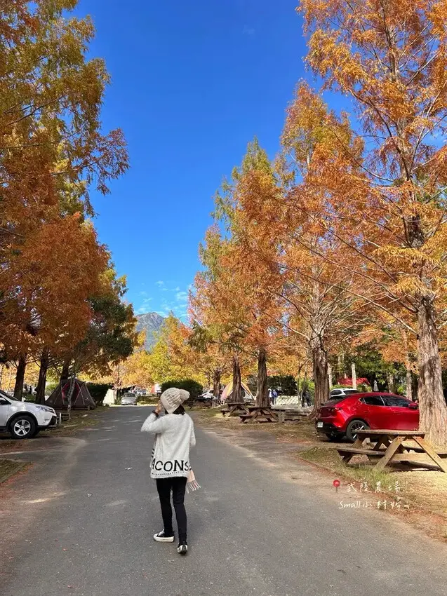 2024武陵農場楓紅與金黃水杉美景，此生一定要浪漫一回｜台中