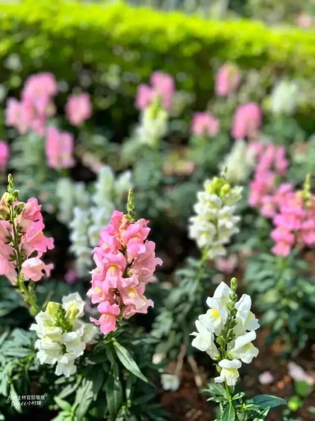 2024士林官邸菊展【菊伴動物派對】開趴囉，14大展區、15