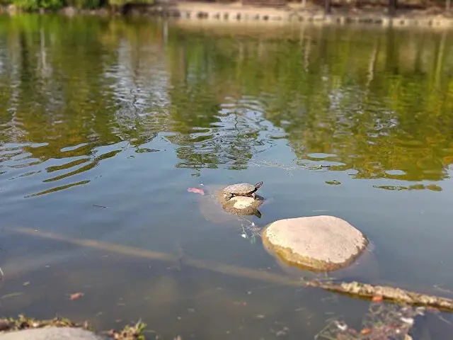 溪州公園 - 綠意湖 - 烏龜