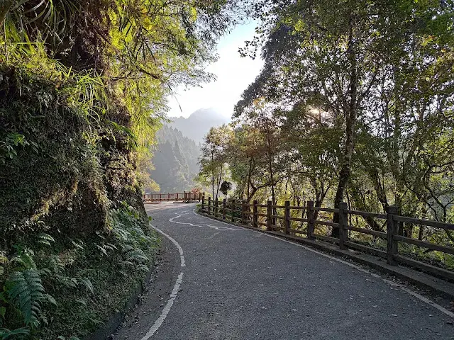 杉林溪森林生態渡假園區 - 青龍蕨類步道 - 欣悅台