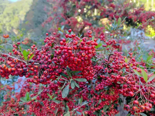 杉林溪森林生態渡假園區 - 龍珠橋 - 火刺木