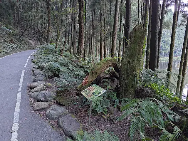 杉林溪森林生態渡假園區 - 青龍蕨類步道 - 蕨類探索區