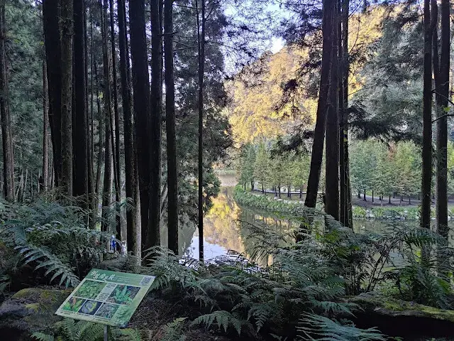 杉林溪森林生態渡假園區 - 青龍蕨類步道 - 蕨類探索區