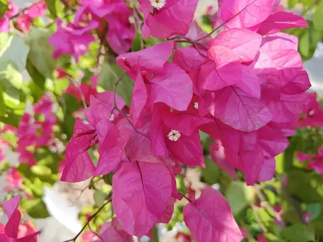 溪州公園森林區 - 自行車道 - 九重葛