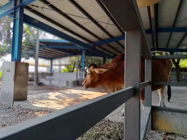 溪州公園 - 老牛安養中心 - 黃牛