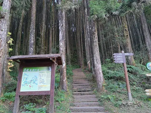 杉林溪森林生態渡假園區 - 青龍蕨類步道
