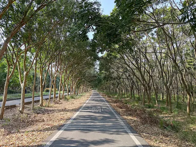 溪州公園森林區 - 自行車道